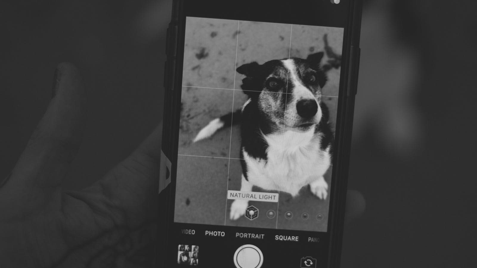 Person using a phone camera to capture a dog, representing pet care apps