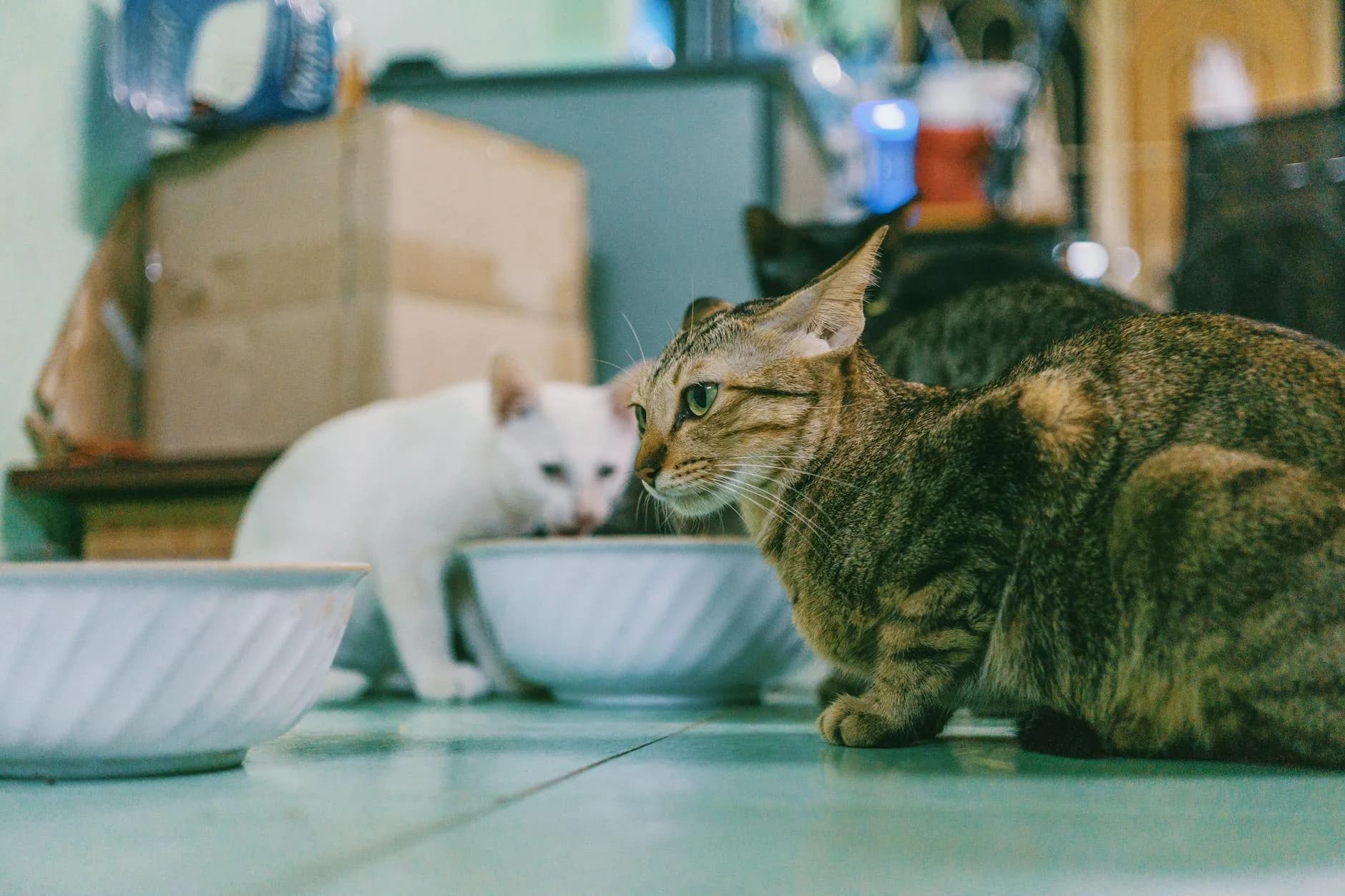 Close-up of three cats eating from bowls indoors