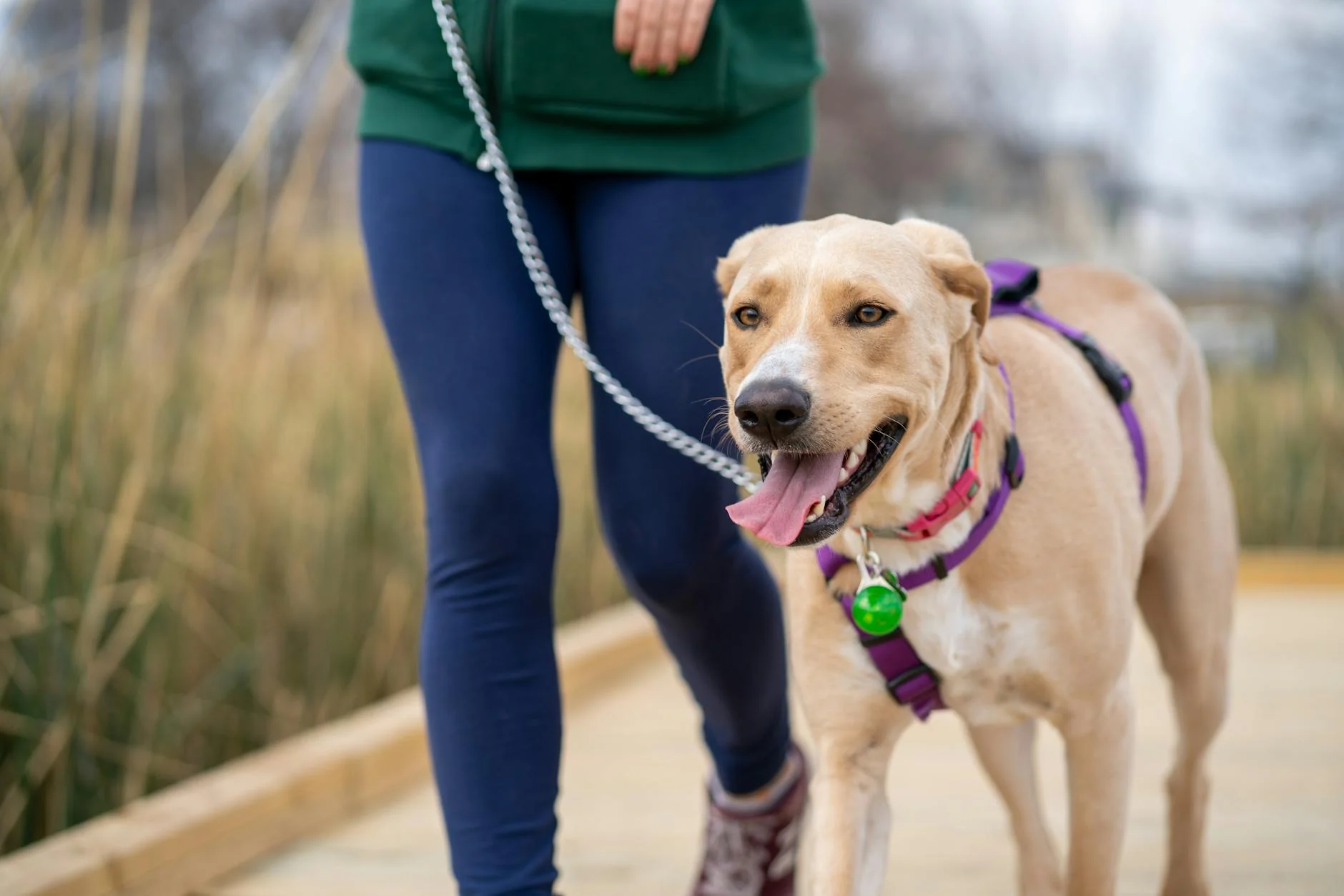 Joyful dog on a leash enjoying a walk with its owner on a wooden boardwalk