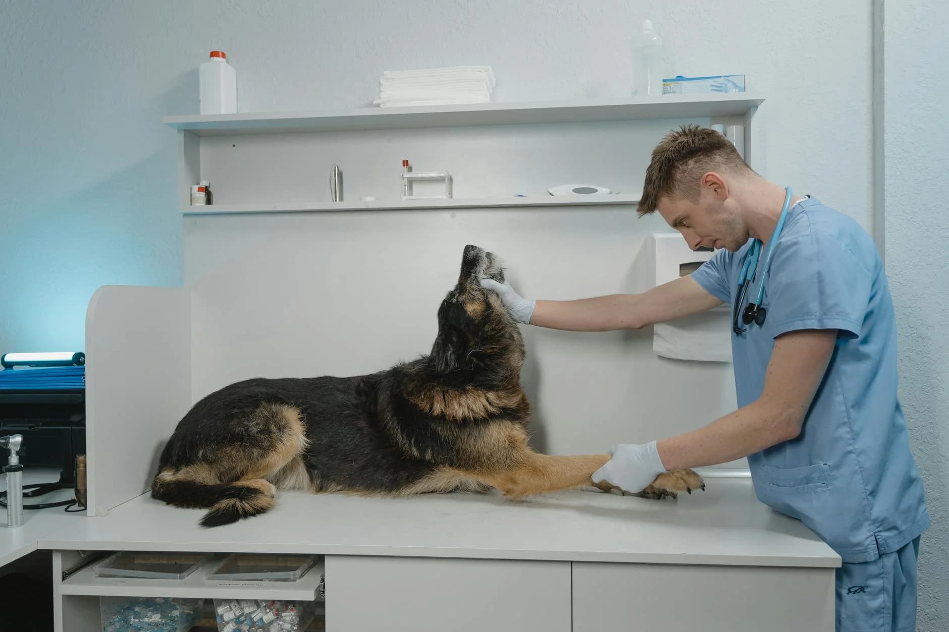 Veterinarian examining a German Shepherd in a clinic