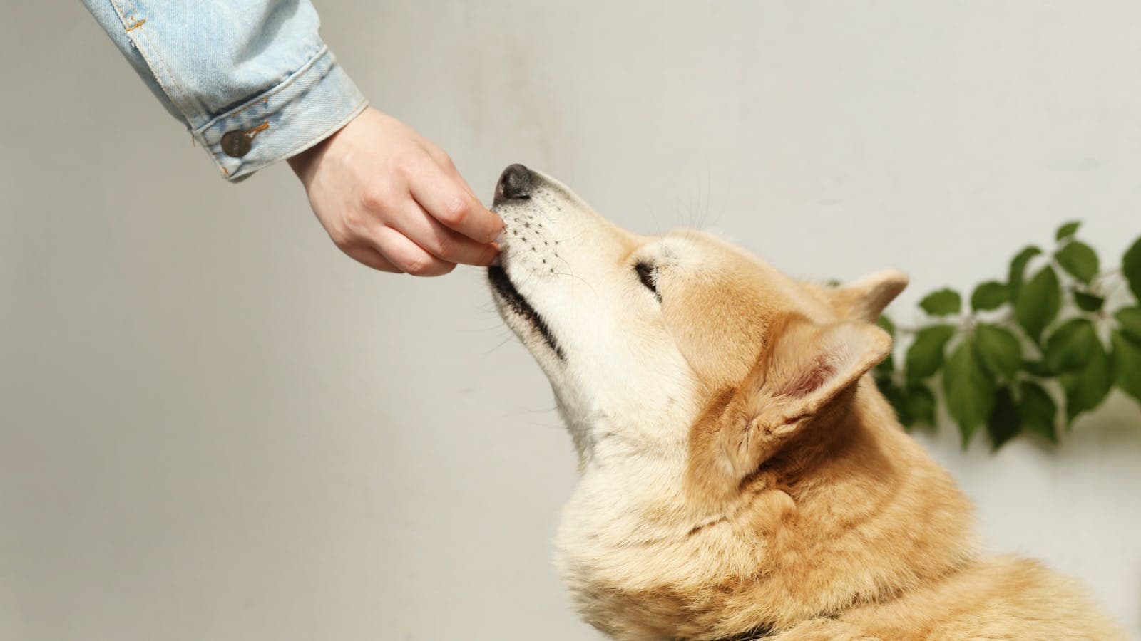 Person hand feeding a dog as part of daily pet care